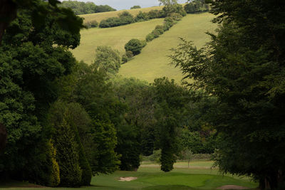 Scenic view of trees growing in forest