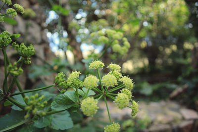 Close-up of white flowering plant