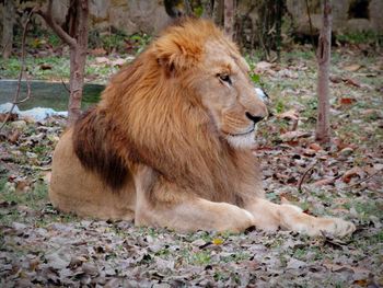 Lion sitting in a field