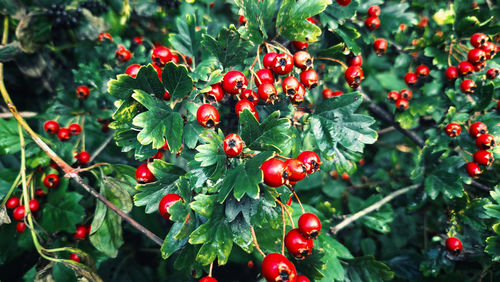fruit