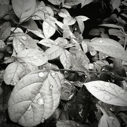 Close-up of leaves