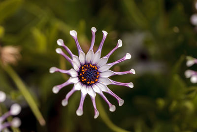 Close-up of flower blooming outdoors