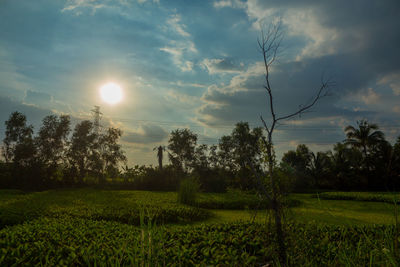 Scenic view of field against sky during sunset