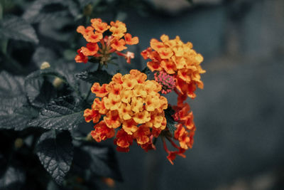 Close-up of fresh orange flowers blooming outdoors