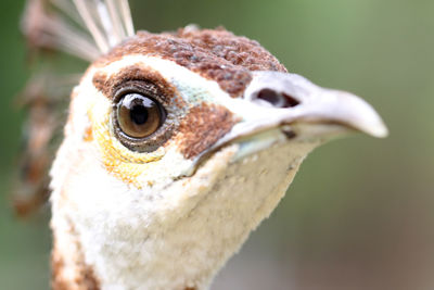 Close-up of bird