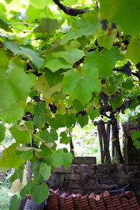 Close-up of fresh green plants