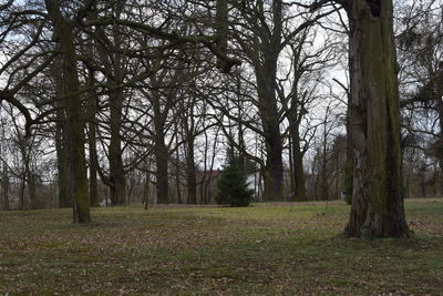 Trees growing in forest