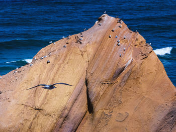 High angle view of lizard on beach