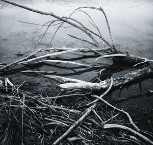 Close-up of dead tree