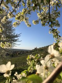 Scenic view of flowering plant against clear sky