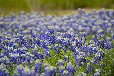 A field of bluebonnets in bloom in the texas hill country. 