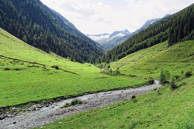 Scenic view of grassy landscape against mountains