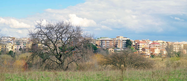 Bare tree on field by buildings against sky