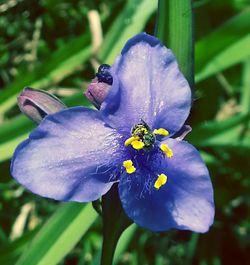 Close-up of purple flowers