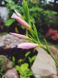 Close-up of pink flowering plant