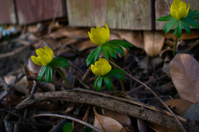 Close-up of yellow flowering plant on field