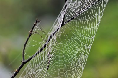 Close-up of spider on web