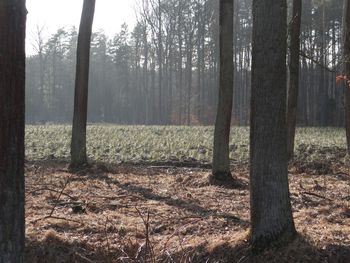 Trees on field in forest