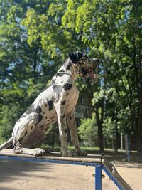 Close-up of dog standing in water