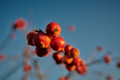 Close-up of cherries on plant against sky
