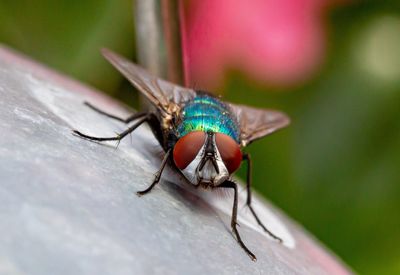 Close-up of housefly