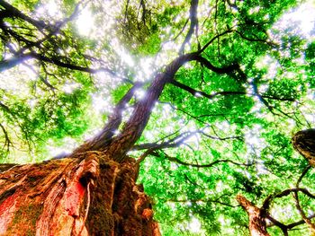 Low angle view of tree in forest