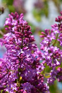 Close-up of pink flowering plant