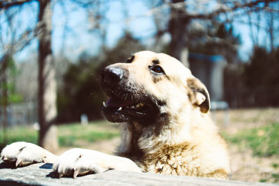 Close-up of a dog looking away