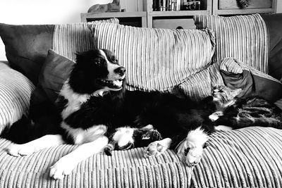 Dog relaxing on sofa at home