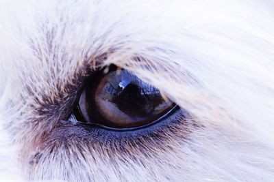 Close-up of dog