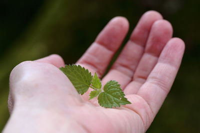 Close-up of hand holding leaf