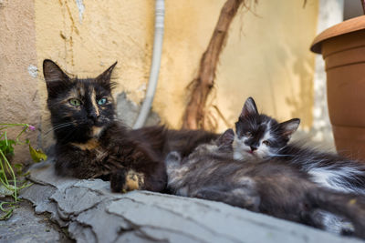 Portrait of cats relaxing