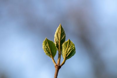 Close-up of plant