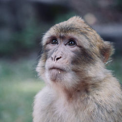 Photo of a moroccan magot, a macaque from the atlas taken in a one of a kind magot reserve in alsace