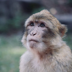 Close-up of monkey looking away