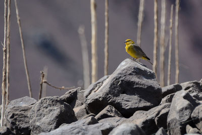 Close-up of bird perching on rock