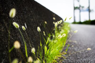 Close-up of fresh green plant