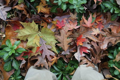 High angle view of maple leaves on plant