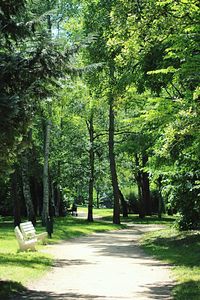 Trees in park