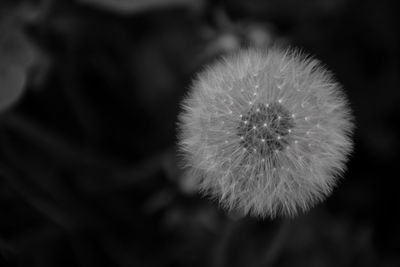 Close-up of flower against blurred background