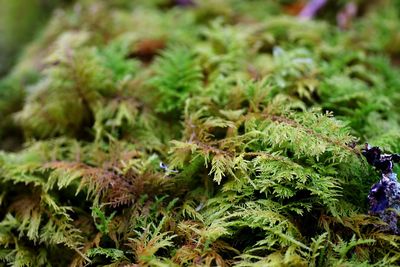 Close-up of moss growing on plant