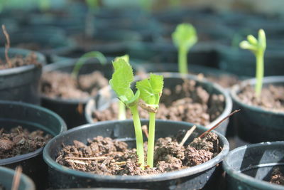 Close-up of small potted plant