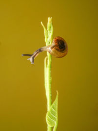 A snail that headed to the end of the young leaf
