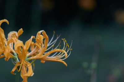 Close-up of flowers blooming outdoors