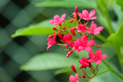 Close-up of pink flowering plant