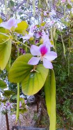 Close-up of pink flowers