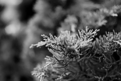 Close-up of snow on plants during winter