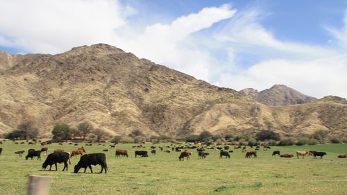 Horses grazing in a field