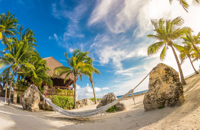 Palm trees on beach against sky