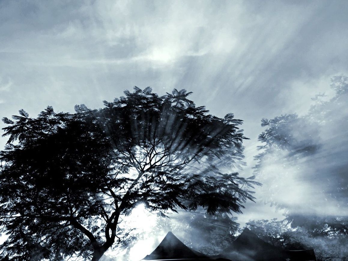 LOW ANGLE VIEW OF TREES AGAINST CLOUDY SKY